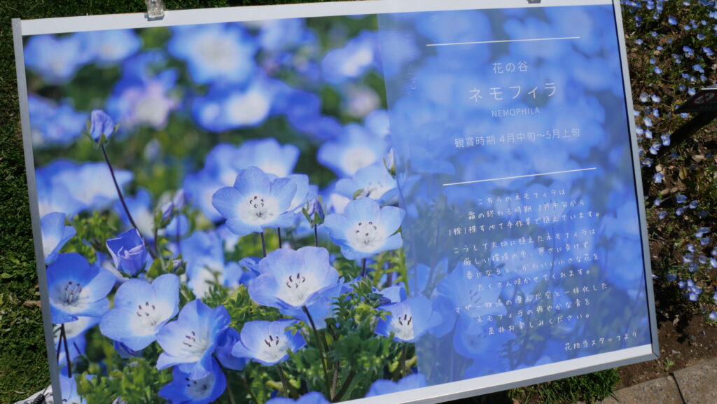 一面に咲くネモフィラの青い花畑
