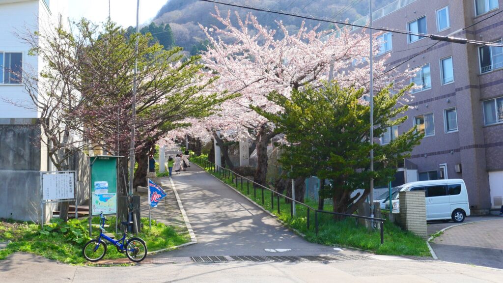 桜並木の坂道と函館の街並み