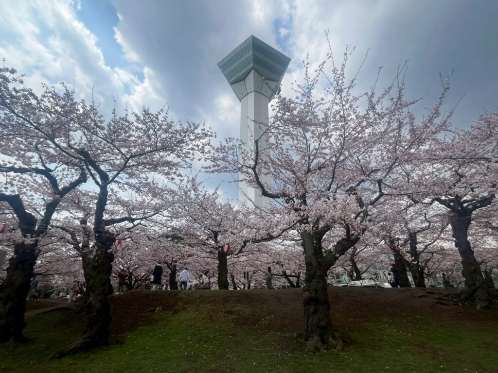 桜満開の五稜郭公園と五稜郭タワー、曇り空の下に咲く満開の桜並木