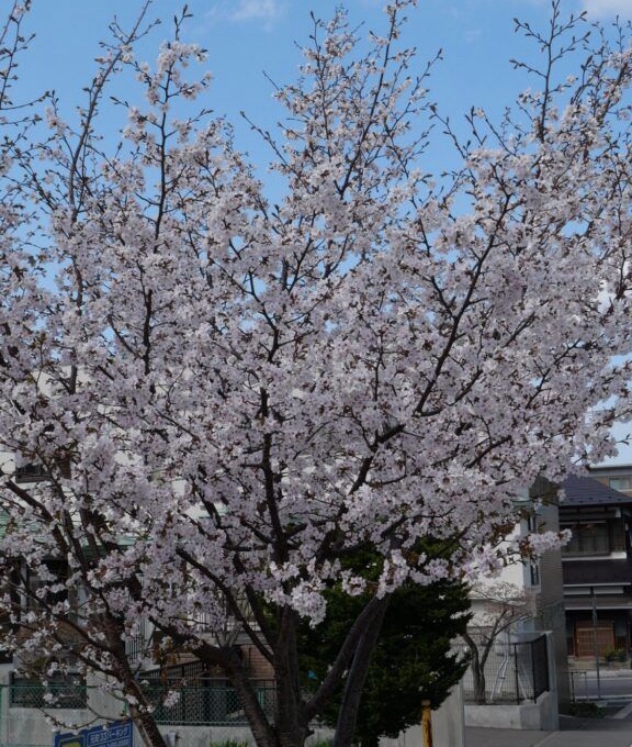 旧函館区公会堂前で満開の桜の木
