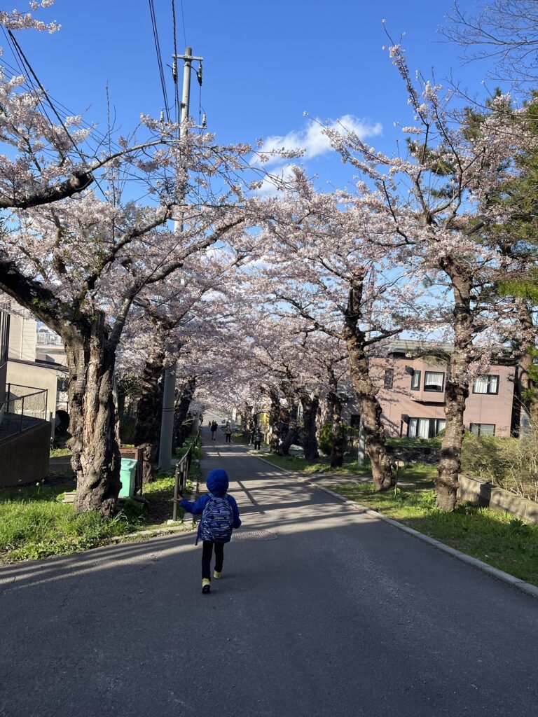 満開の桜並木を歩く子ども