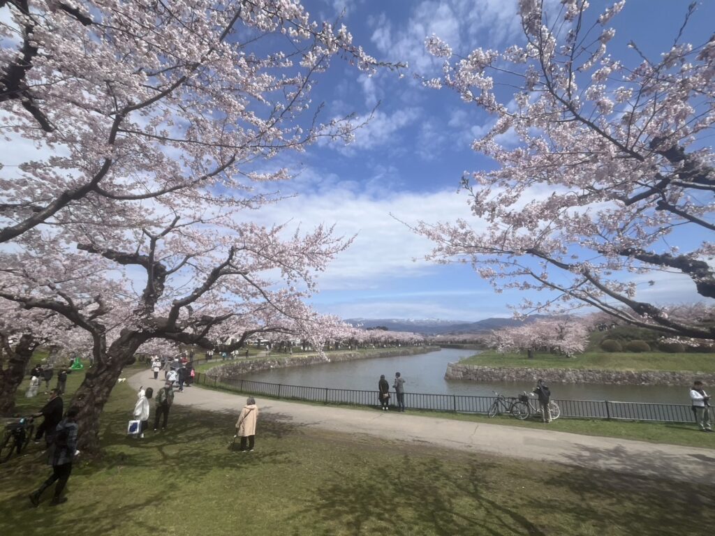 桜満開の五稜郭公園の堀沿いを散策する人々