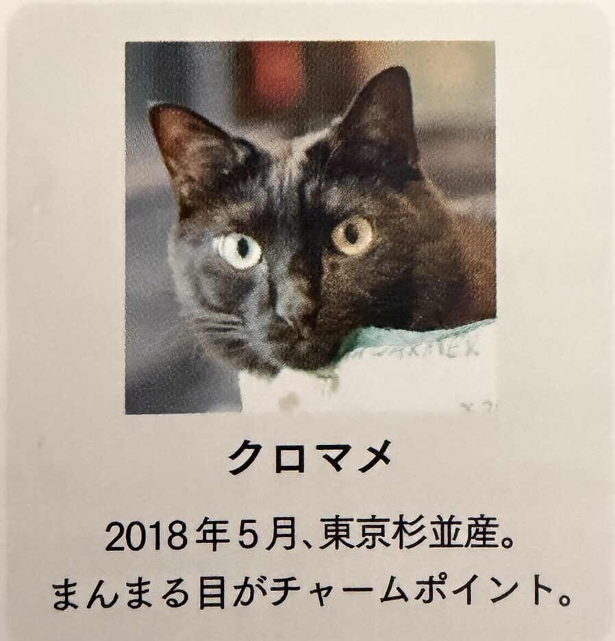 Piggies Cafe看板猫のクロマメ