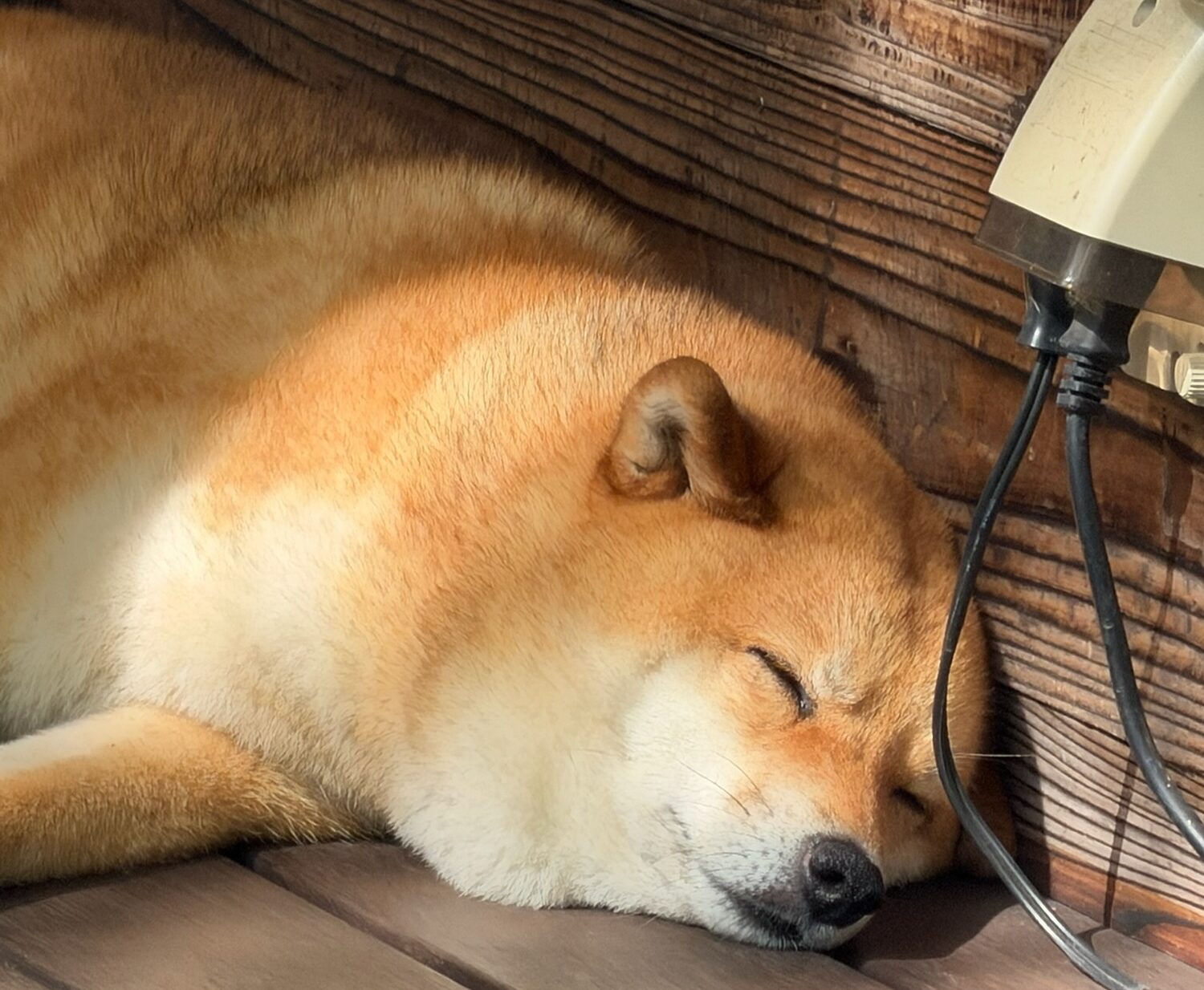 Piggies Cafeテラスでお昼寝する看板犬あずきちゃん
